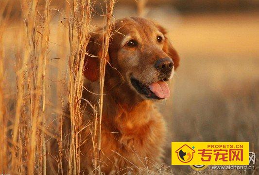 金毛犬调皮捣蛋