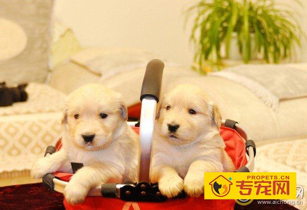 金毛犬几个月长大