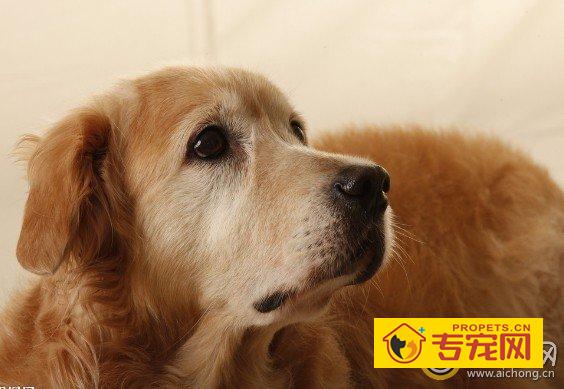 夏季金毛犬毛发好打理吗