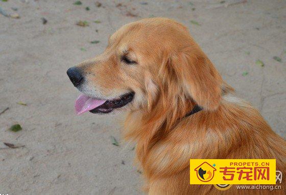 金毛犬发烧怎么办