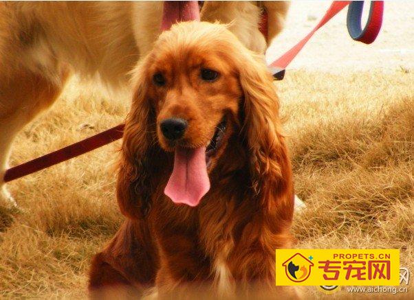 金毛犬几个月长牙