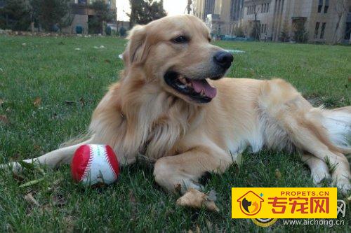 北京哪里可以买到金毛犬