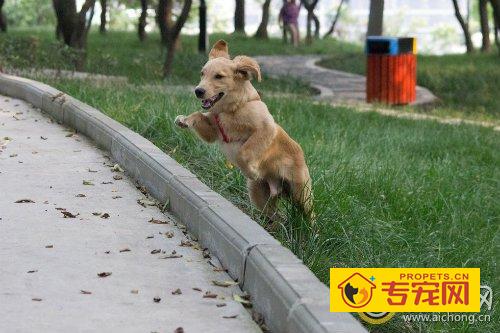 金毛犬训练时候听话吗