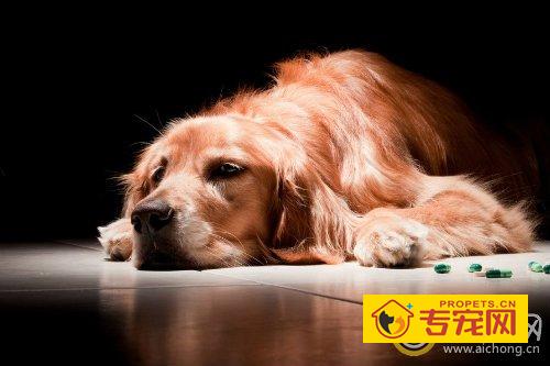 金毛犬会掉毛吗