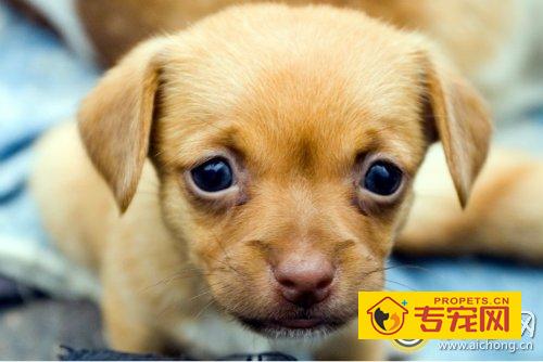 金毛适合家养吗
