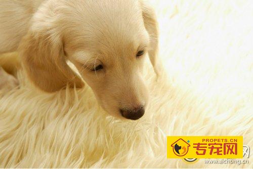 金毛犬吃什么狗粮好