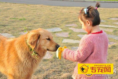 成年金毛犬护主吗