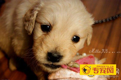 各年龄段金毛犬的喂养方法