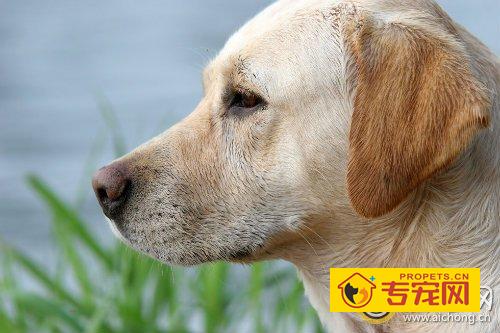 带有血统的金毛犬市价