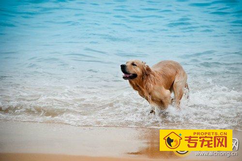 金毛犬的训练方法
