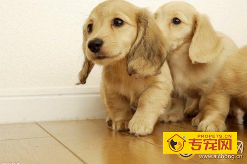 纯种金毛犬多少钱一只