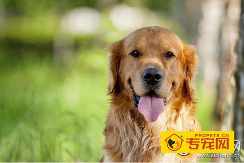 金毛犬多少钱一只