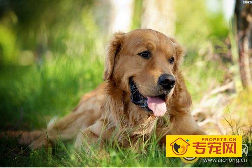 金毛幼犬怎么养