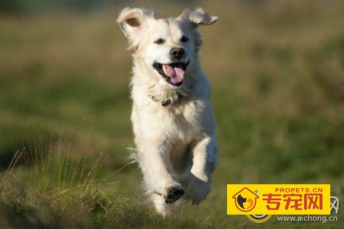 如何饲养金毛犬