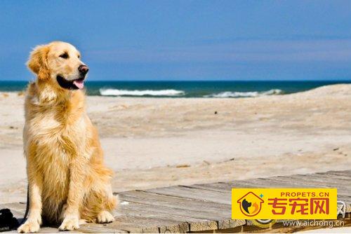 大型金毛犬好养吗