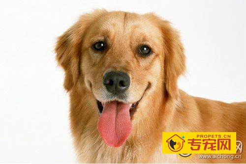 金毛和拉布拉多有什么区别