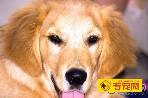 金毛犬吃什么美毛