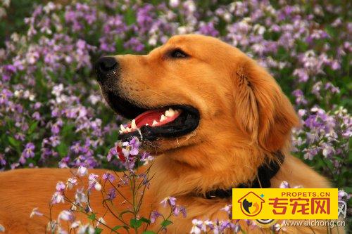 金毛洗澡用什么沐浴露好