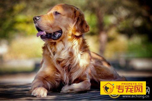 金毛犬爱咬东西怎么办