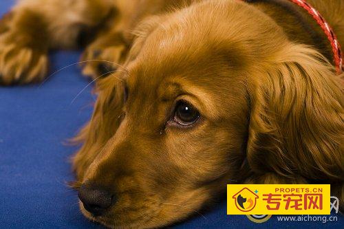 金毛被车撞了怎么办