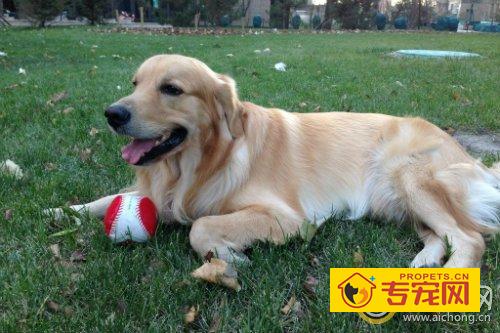 如何训练金毛犬