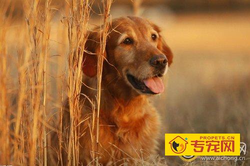 如何辨别金毛犬是否纯种