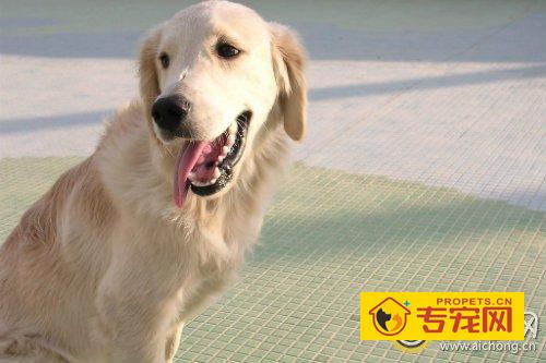 金毛犬多大能外出散步