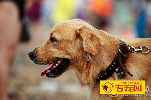 带金毛犬散步要注意什么