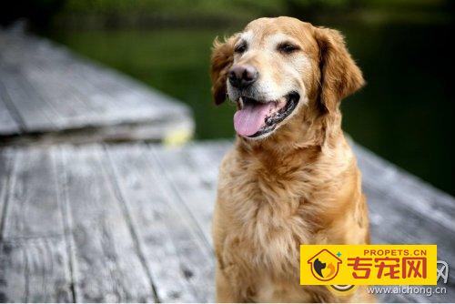 金毛犬会攻击人吗