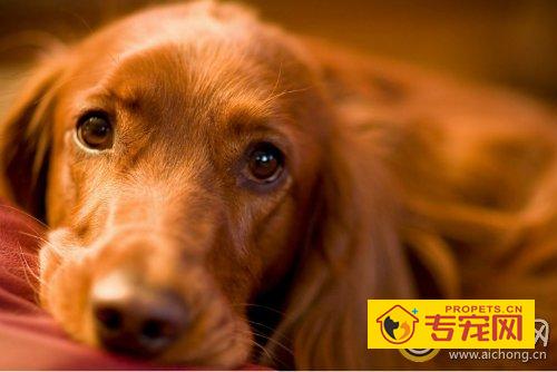 金毛犬不爱吃饭怎么办