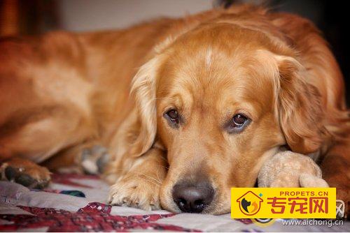 金毛犬有体味吗