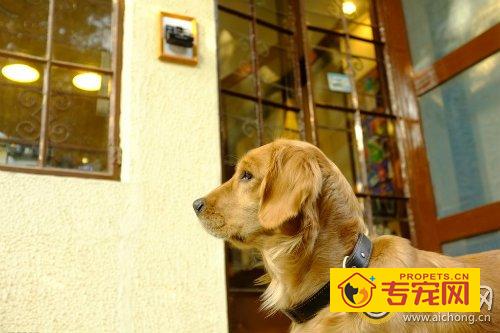 金毛刚到家不适应怎么办