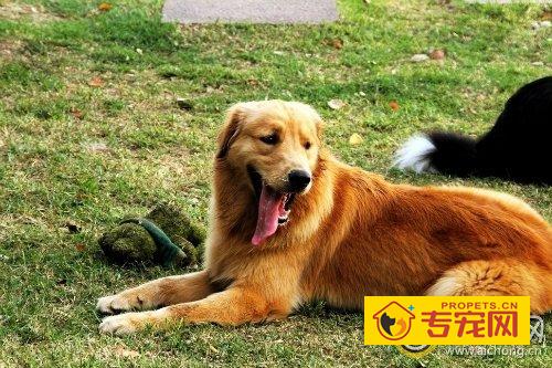 金毛犬会打架吗