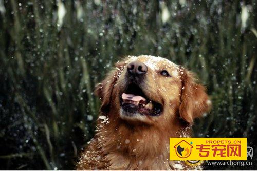 金毛犬中暑怎么办