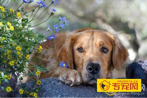 金毛呕吐怎么办