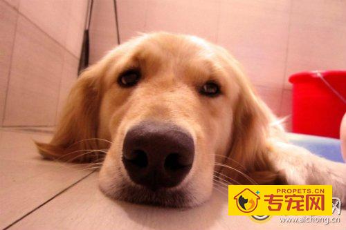 金毛犬多久洗一次澡比较好