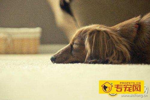 如何为金毛犬修剪毛发