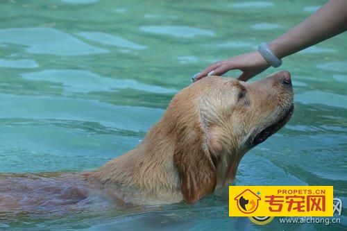 金毛去多久洗一次澡