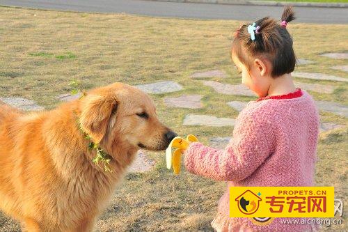 金毛犬一天吃多少东西