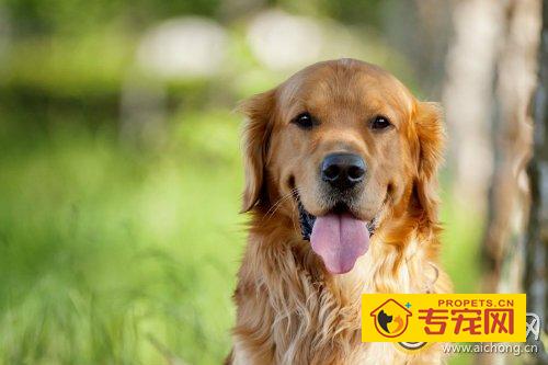 金毛犬能吃水果吗