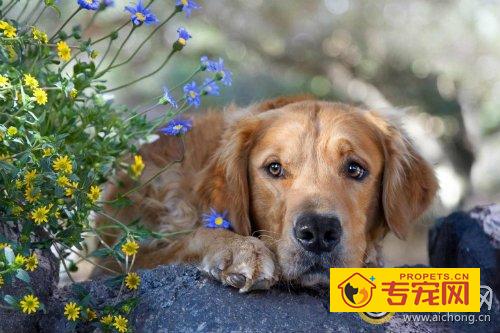 金毛犬怎么配种