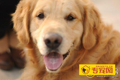 金毛螨虫怎么治