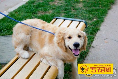 金毛眼屎多的原因