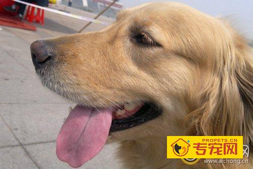 如何训练金毛握手