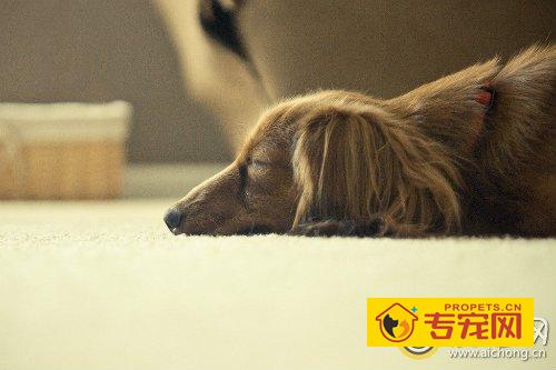 金毛生产前征兆