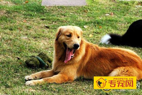 金毛便秘怎么办