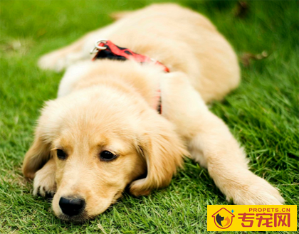 公金毛能长多大 属于中型偏大型的犬只