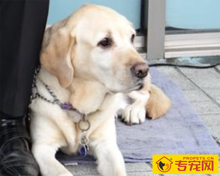 为什么导盲犬都是拉布拉多 该犬聪明服从性高