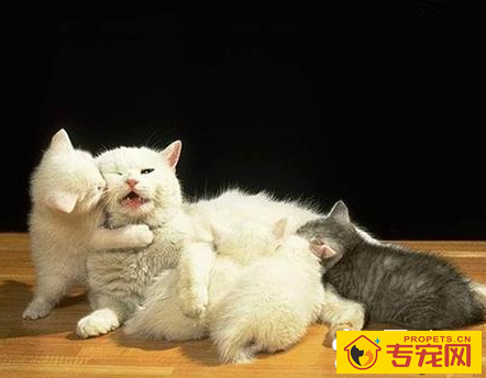 怎么看小猫公母 辨别猫咪性别的技巧