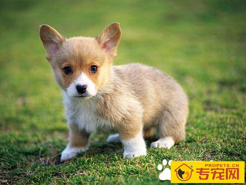 狗在家里的适宜温度是多少 新生小狗应注意保温